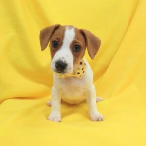 Alternative view of ジャック・ラッセル・テリア