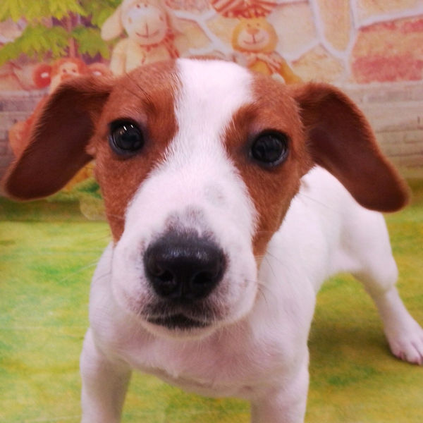 ジャック・ラッセル・テリア