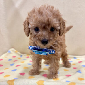 Alternative view of トイ・プードル