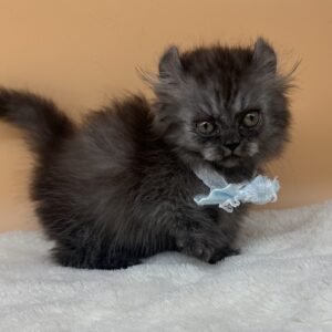 Alternative view of キンカロー