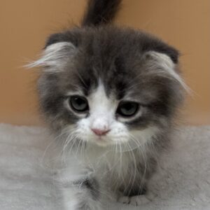 Alternative view of スコティッシュ・フォールド