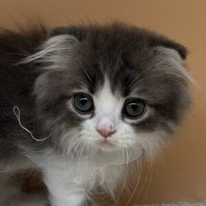 スコティッシュ・フォールド