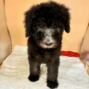 Alternative view of スタンダード・プードル