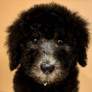 スタンダード・プードル