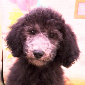 スタンダード・プードル