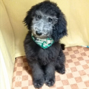 Alternative view of スタンダード・プードル