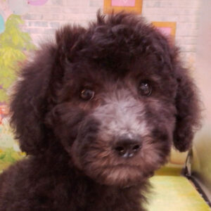 スタンダード・プードル