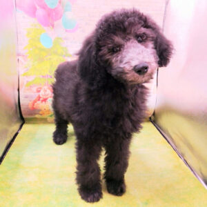 Alternative view of スタンダード・プードル