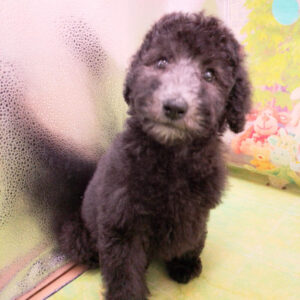 Alternative view of スタンダード・プードル