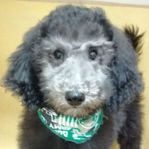 スタンダード・プードル