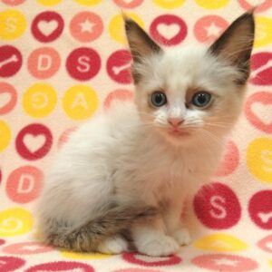 Alternative view of ラグドール