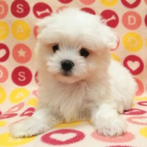 Alternative view of マルチーズ