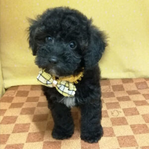 Alternative view of ミックス犬