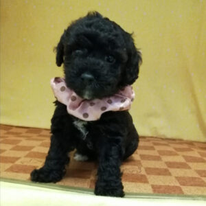 Alternative view of ミックス犬