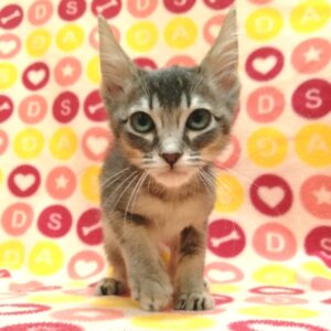 Alternative view of ミックス猫