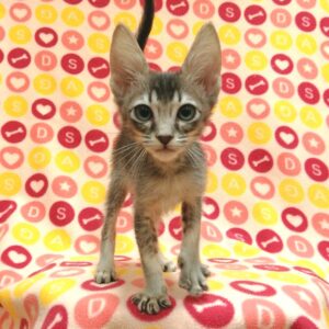 Alternative view of ミックス猫