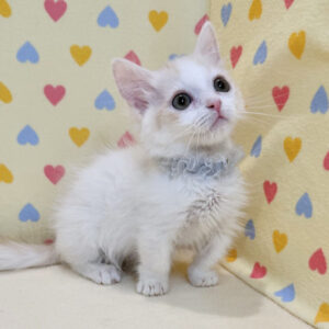 Alternative view of マンチカン