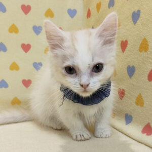 Alternative view of マンチカン