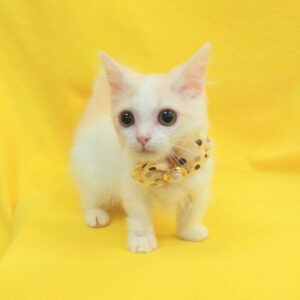 Alternative view of マンチカン