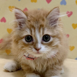 スコティッシュ・フォールド