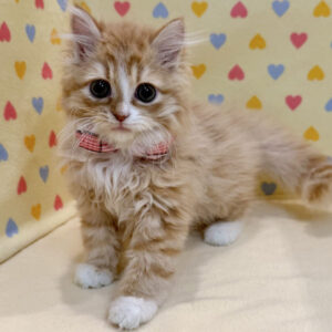 Alternative view of スコティッシュ・フォールド