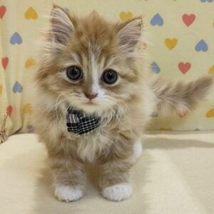 Alternative view of スコティッシュ・フォールド