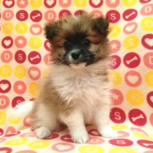 Alternative view of ミックス犬