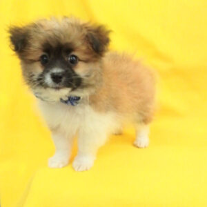 Alternative view of ミックス犬