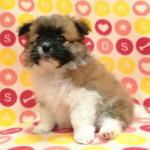 Alternative view of ミックス犬