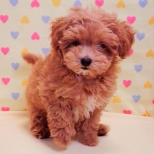 Alternative view of ミックス犬