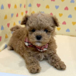 Alternative view of ミックス犬