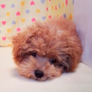 Alternative view of ミックス犬