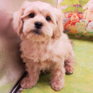 Alternative view of ミックス犬