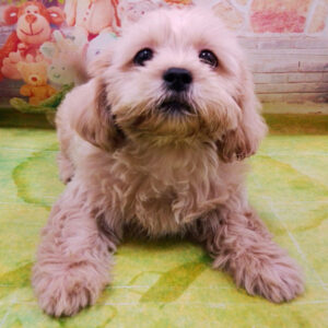 Alternative view of ミックス犬