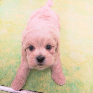 Alternative view of ミックス犬