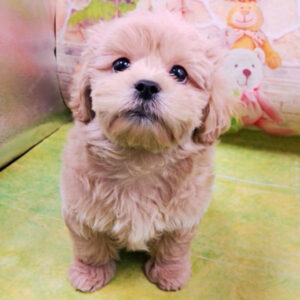 Alternative view of ミックス犬