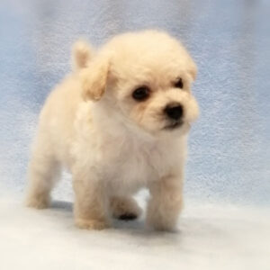 Alternative view of ミックス犬