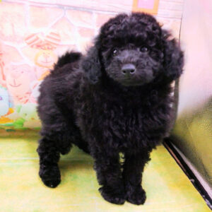 Alternative view of トイ・プードル