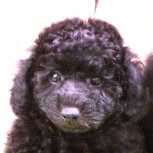 トイ・プードル