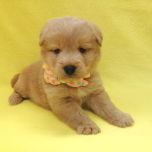 Alternative view of ミックス犬