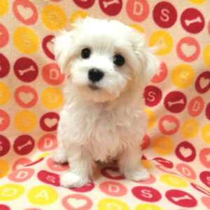 Alternative view of マルチーズ