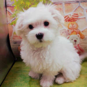 Alternative view of マルチーズ