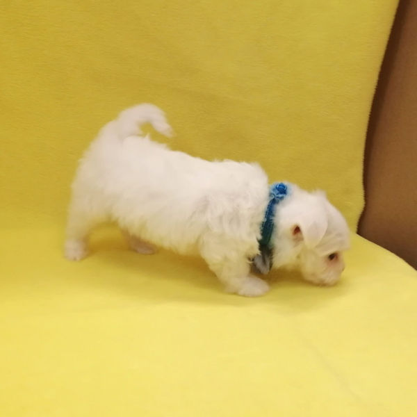 マルチーズ - 画像 (4)