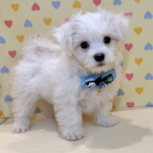 Alternative view of マルチーズ