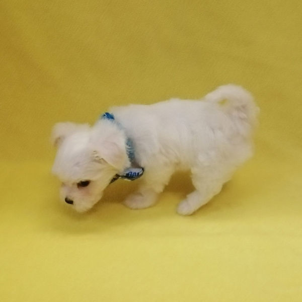 マルチーズ - 画像 (5)