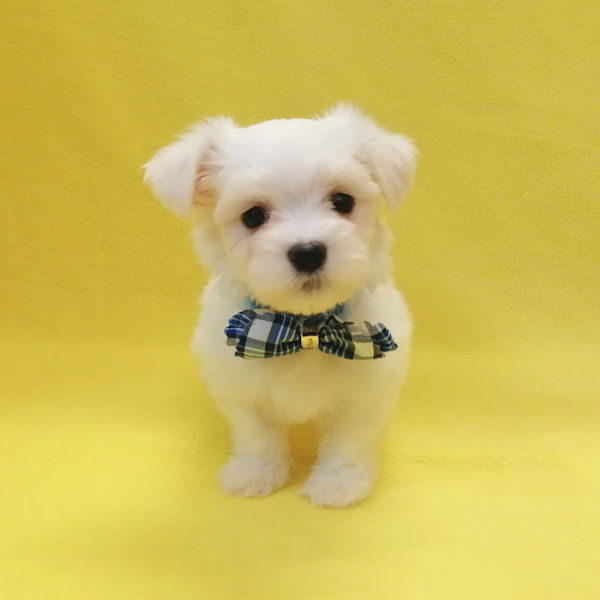 マルチーズ - 画像 (3)