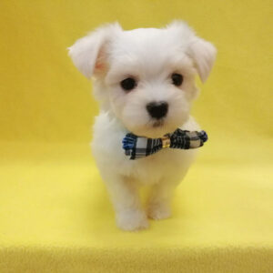 Alternative view of マルチーズ