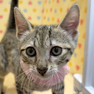 エジプシャン・マウ