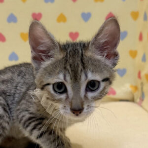 エジプシャン・マウ