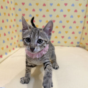 Alternative view of エジプシャン・マウ